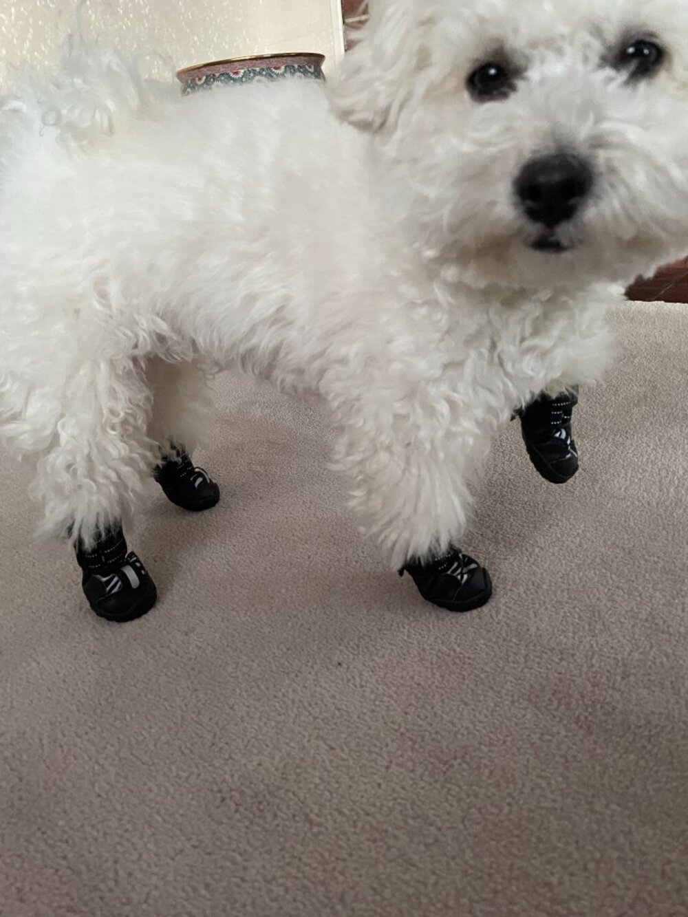 Small dog booties size 1 - Picture 5 of 5